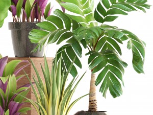 collection of plants 3D 模型