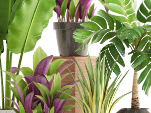 collection of plants 3D 模型