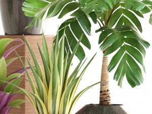 collection of plants 3D 模型