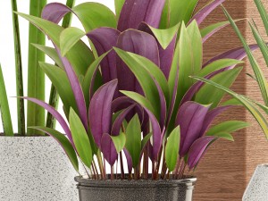 collection of plants 3D 模型