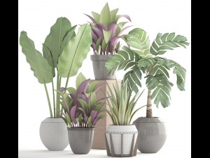 collection of plants 3D 模型
