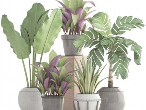 collection of plants 3D 模型