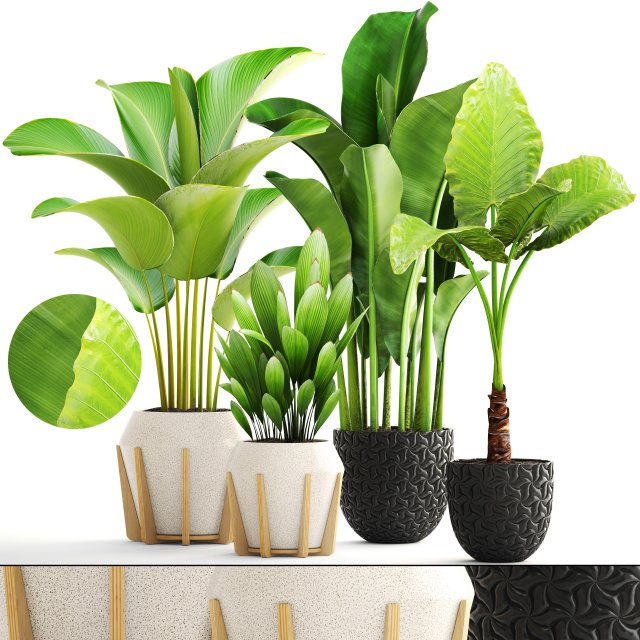 collection of plants 3D-Modell .c4d .max .obj .3ds .fbx .stl .blend 