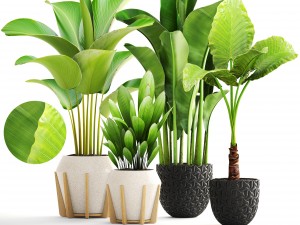 collection of plants 3D Model