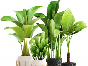 collection of plants 3D-Modell