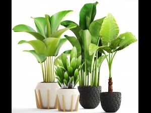 collection of plants 3D-Modell