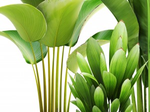 collection of plants 3D-Modell
