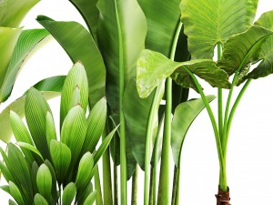 collection of plants 3D-Modell