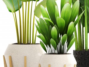 collection of plants 3D-Modell