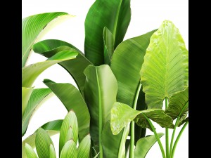 collection of plants 3D-Modell