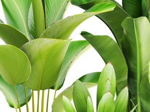 collection of plants 3D-Modell