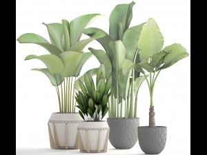collection of plants 3D-Modell