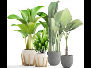 collection of plants 3D-Modell