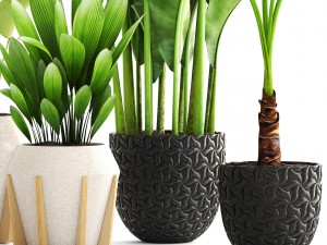 collection of plants 3D-Modell