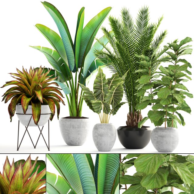 collection of plants 3D Модель .c4d .max .obj .3ds .fbx .stl .blend 