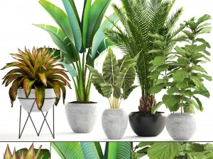 cole&ccedil;&atilde;o de plantas Modelo 3D