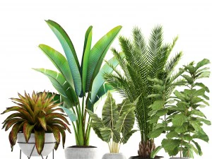 collection of plants 3D Model