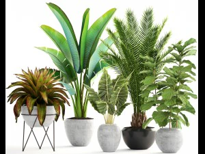collection of plants 3D Model