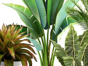 collection of plants 3D Model