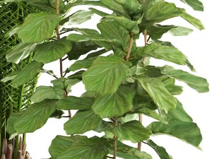 collection of plants 3D Model