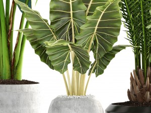 collection of plants 3D Модель