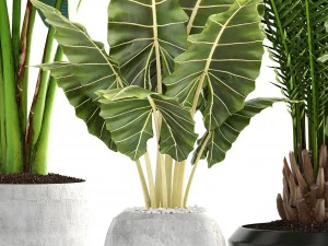 collection of plants 3D Model