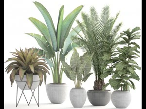 collection of plants 3D Model