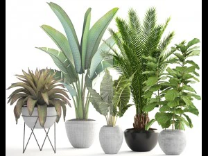 collection of plants 3D Model