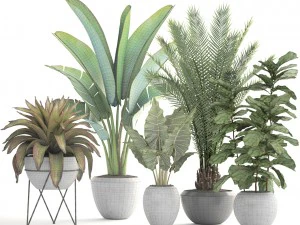 collection of plants 3D Model