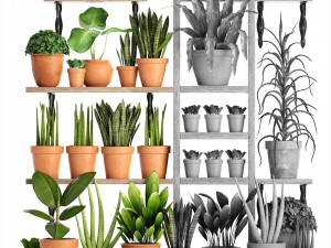 collection of plants part 1 3Dモデル