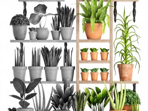 collection of plants part 2 Model 3D