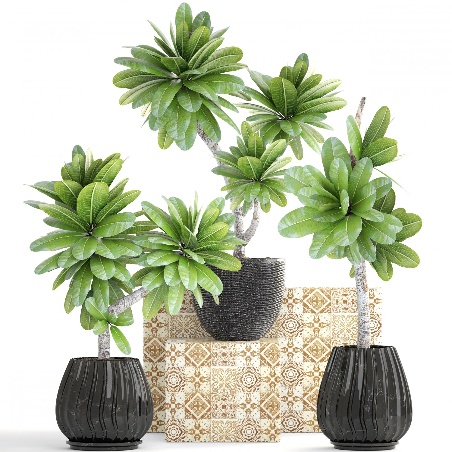 collection of plants frangipani 3D Model .c4d .max .obj .3ds .fbx .stl .blend 
