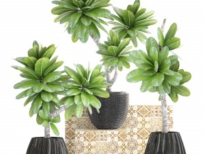 collection of plants frangipani 3D Model