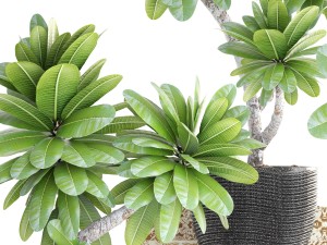 collection of plants frangipani 3D Model