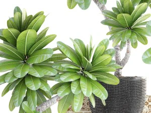 collection of plants frangipani 3D Model