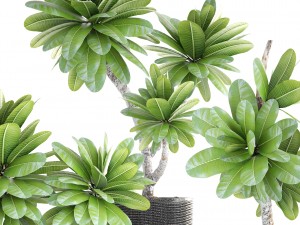 collection of plants frangipani 3D Model