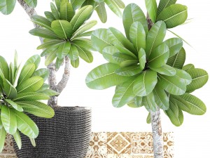 collection of plants frangipani 3D Model