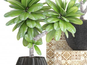 collection of plants frangipani 3D Model