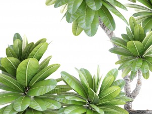 collection of plants frangipani 3D Model