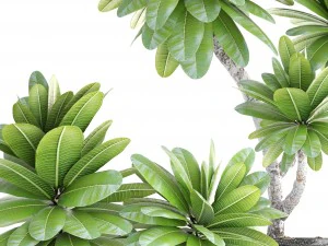 collection of plants frangipani 3D Model