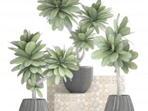 collection of plants frangipani 3D Model