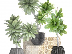 collection of plants frangipani 3D Model