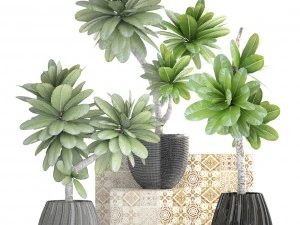 collection of plants frangipani 3D Model