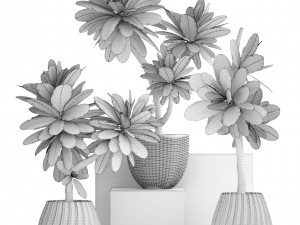 collection of plants frangipani 3D Model