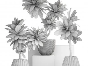 collection of plants frangipani 3D Model