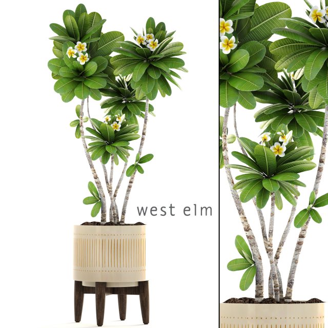frangipani tree 3D Model .c4d .max .obj .3ds .fbx .stl .blend 