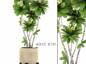 frangipani tree 3D Model