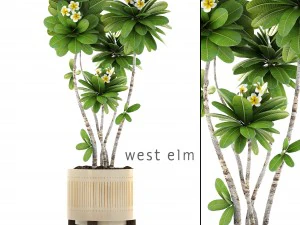 frangipani ağacı 3D Model