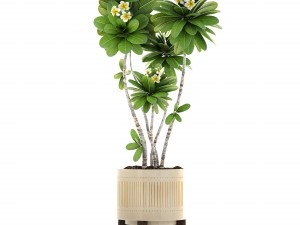 frangipani tree 3D Model
