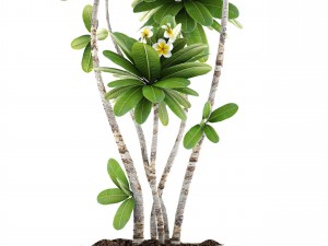 frangipani tree 3D Model